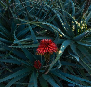 Aloe arborescens